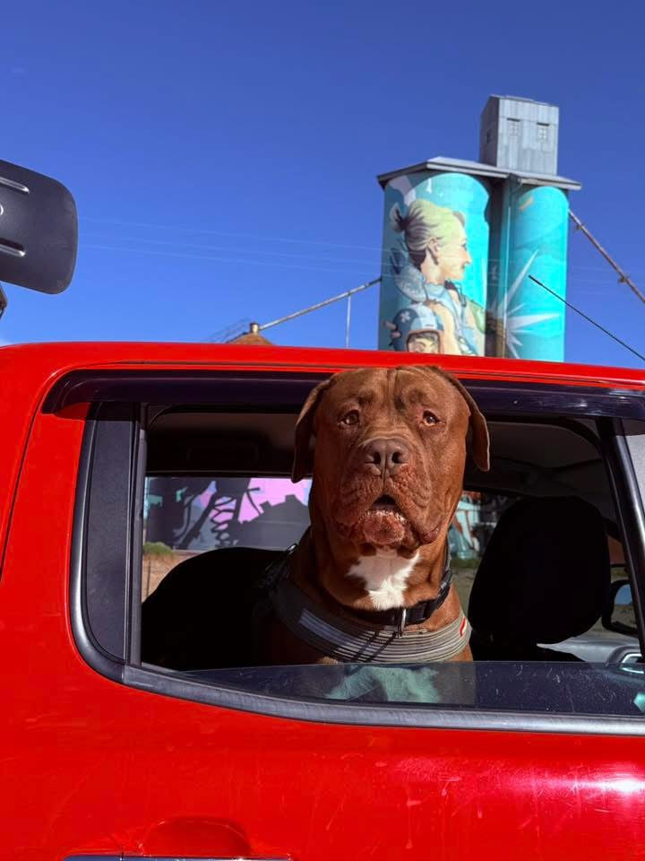 Pet Supplies